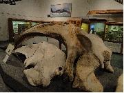 アラスカ大学博物館クジラあご骨