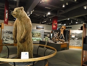 アラスカ大学博物館１